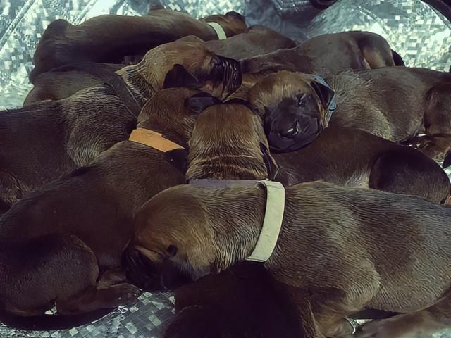 rhodesian-ridgeback-puppies-2--kireth-ai