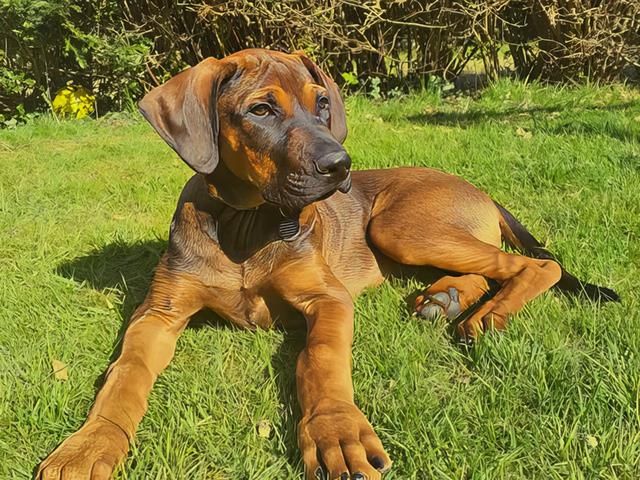 rhodesian-ridgeback-puppies-8-kireth-ai