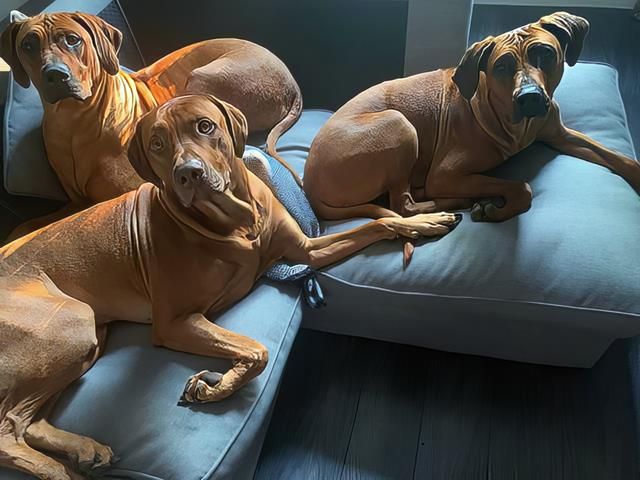 rhodesian-ridgeback-puppies-1-kireth-ai