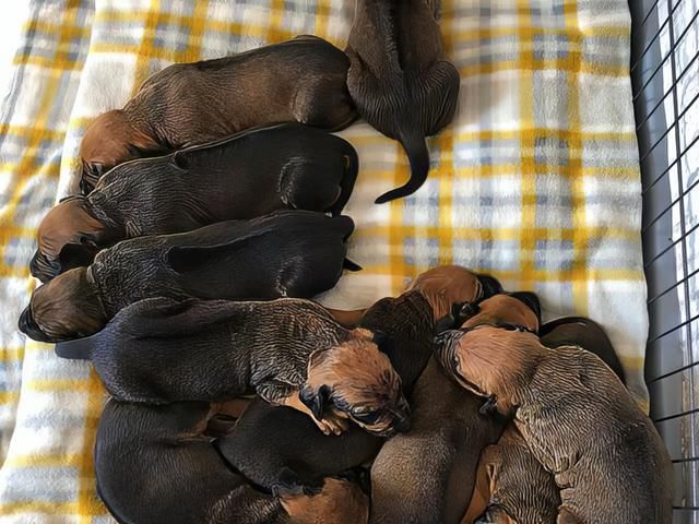 rhodesian-ridgeback-puppies-9-kireth-ai