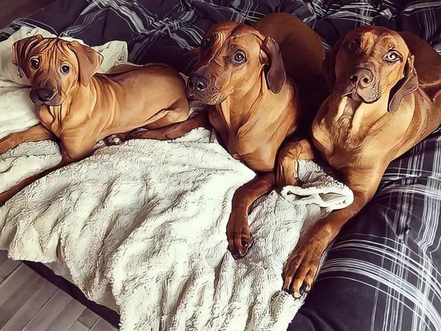 rhodesian-ridgeback-puppies-7-kireth-ai