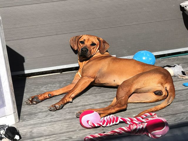 rhodesian-ridgeback-puppies-12-kireth-ai